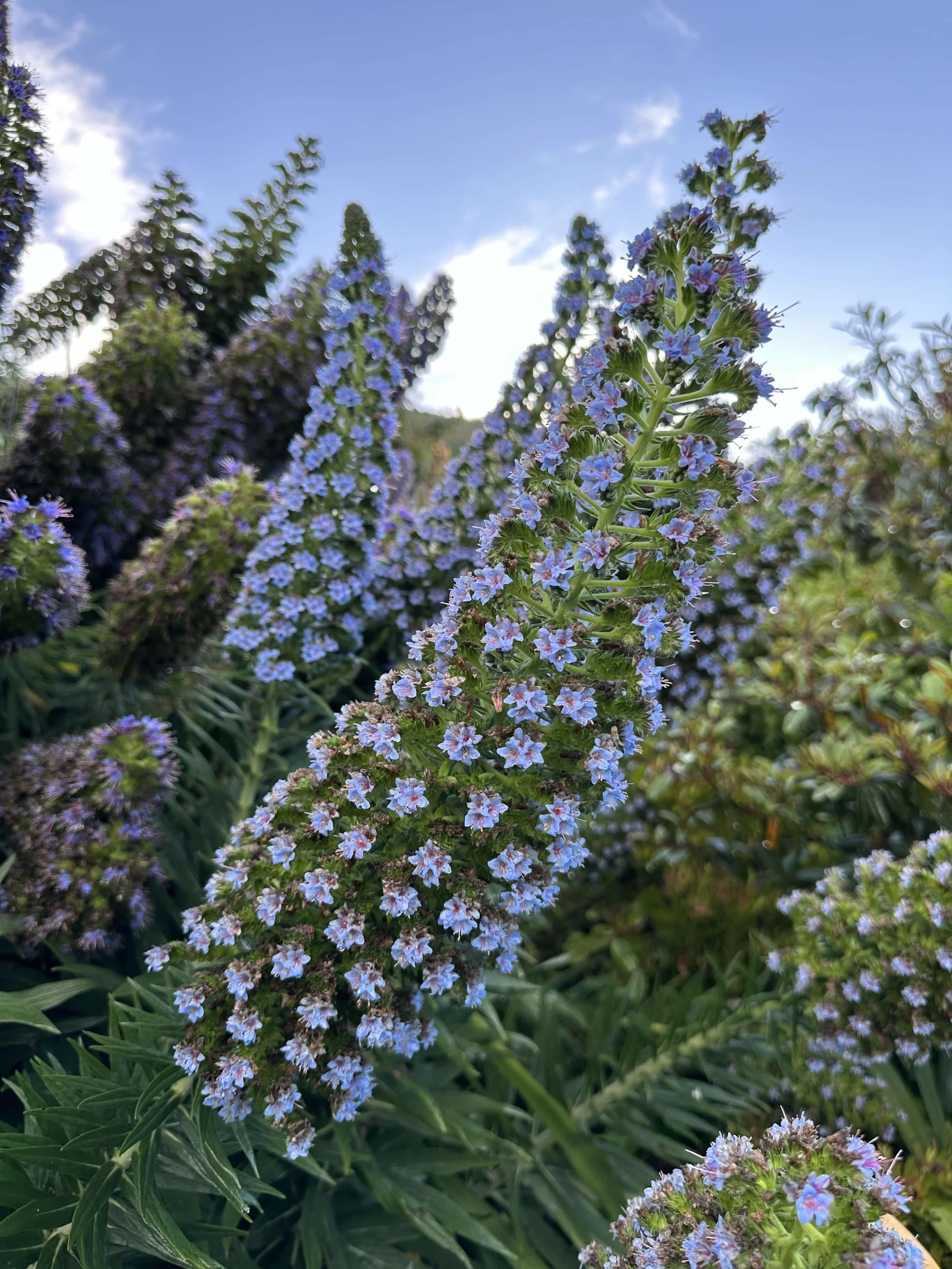 flowers at esalen in big sur