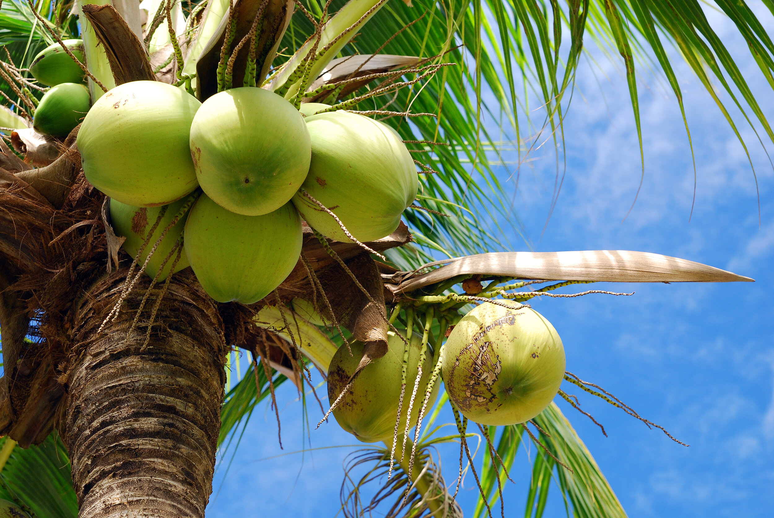 the wonders of the coconut tree and the many products it can