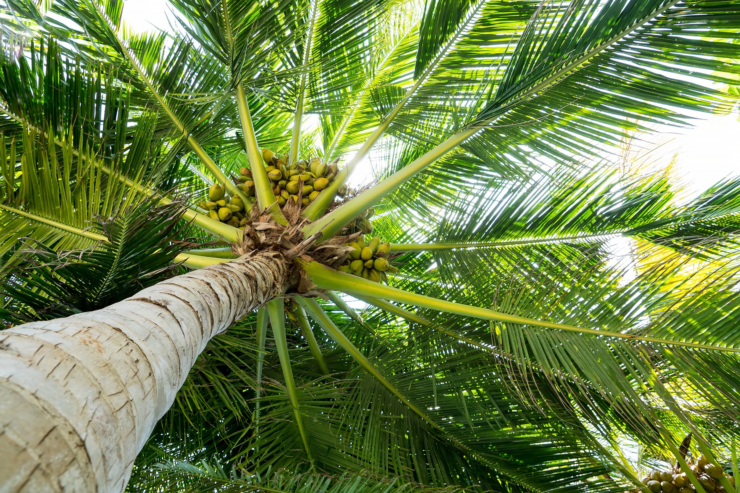 The many uses of the coconut tree in SE Asian Communities — The