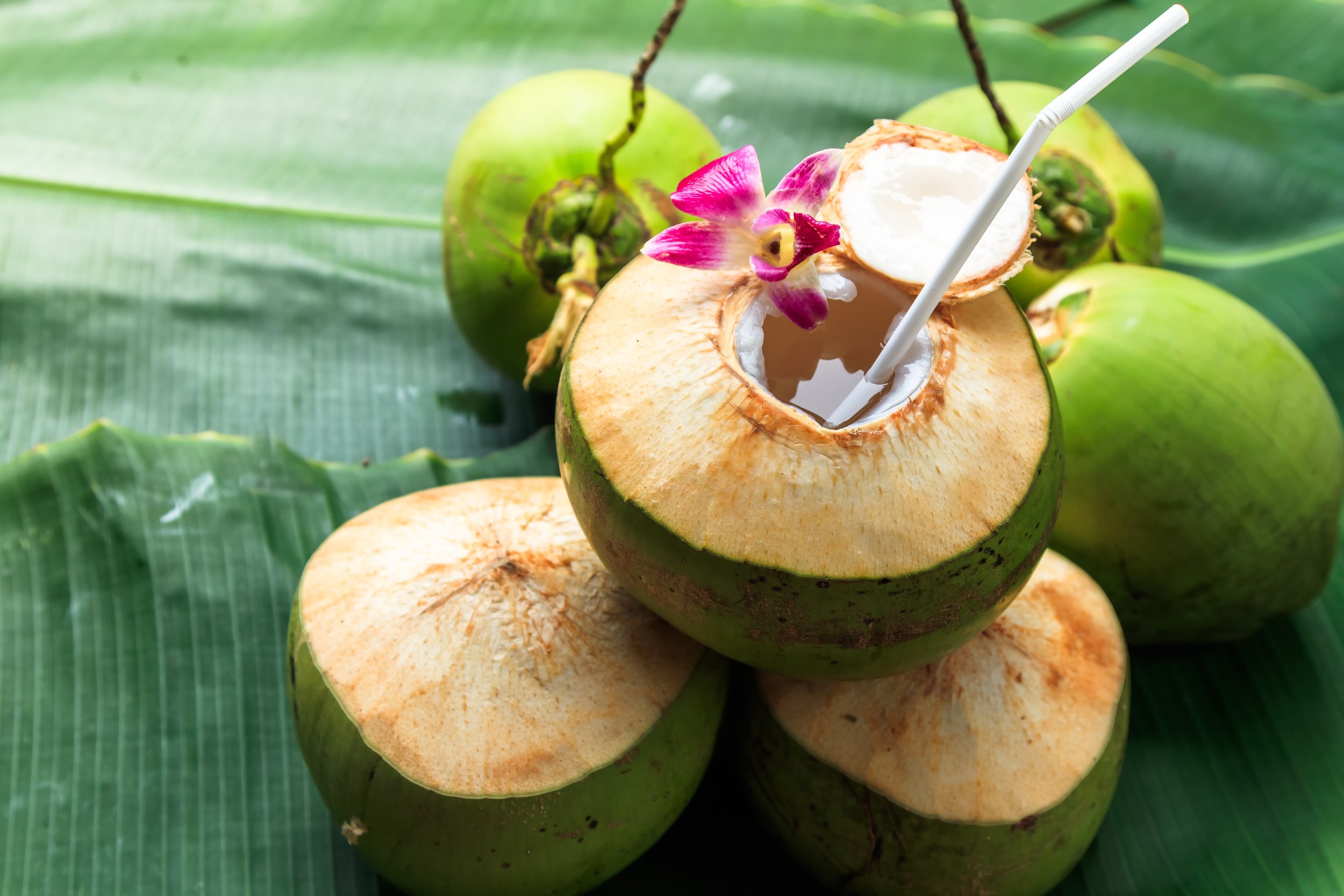 Everything You Need To Know About Coconut Water The Coconut Company
