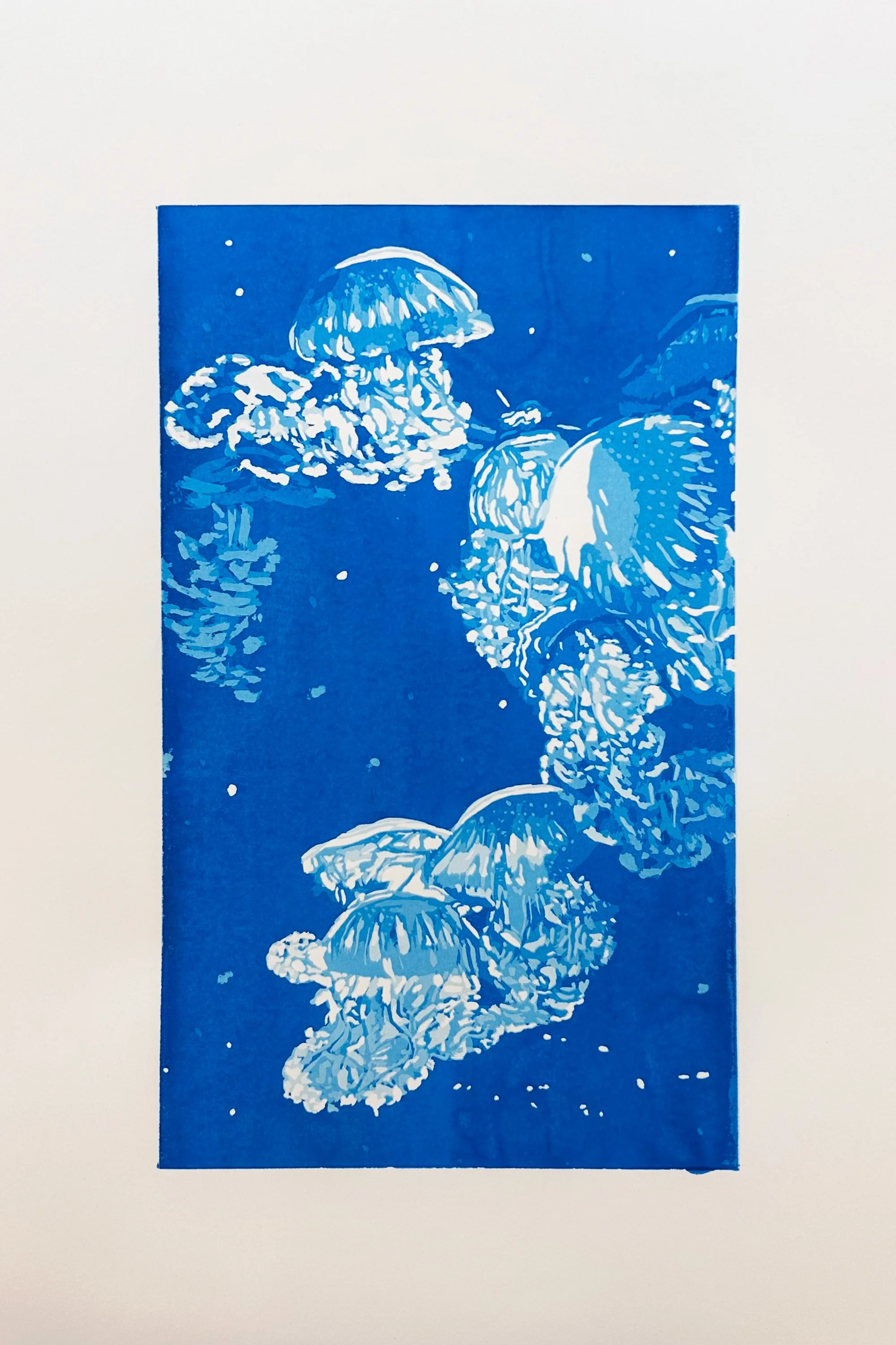 Jellies-1.jpg