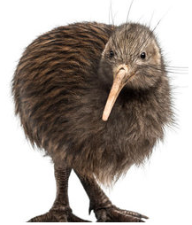 kiwi+bird.png