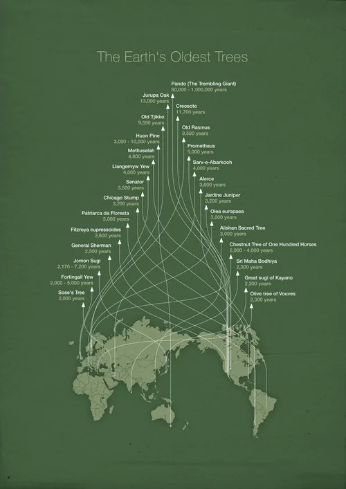 explore-blog :
The world’s oldest trees in an infographic by Michael Paukner , master of esoteric visualization . Pair with the world’s oldest trees in photos .
( ↬ this isn’t happiness )