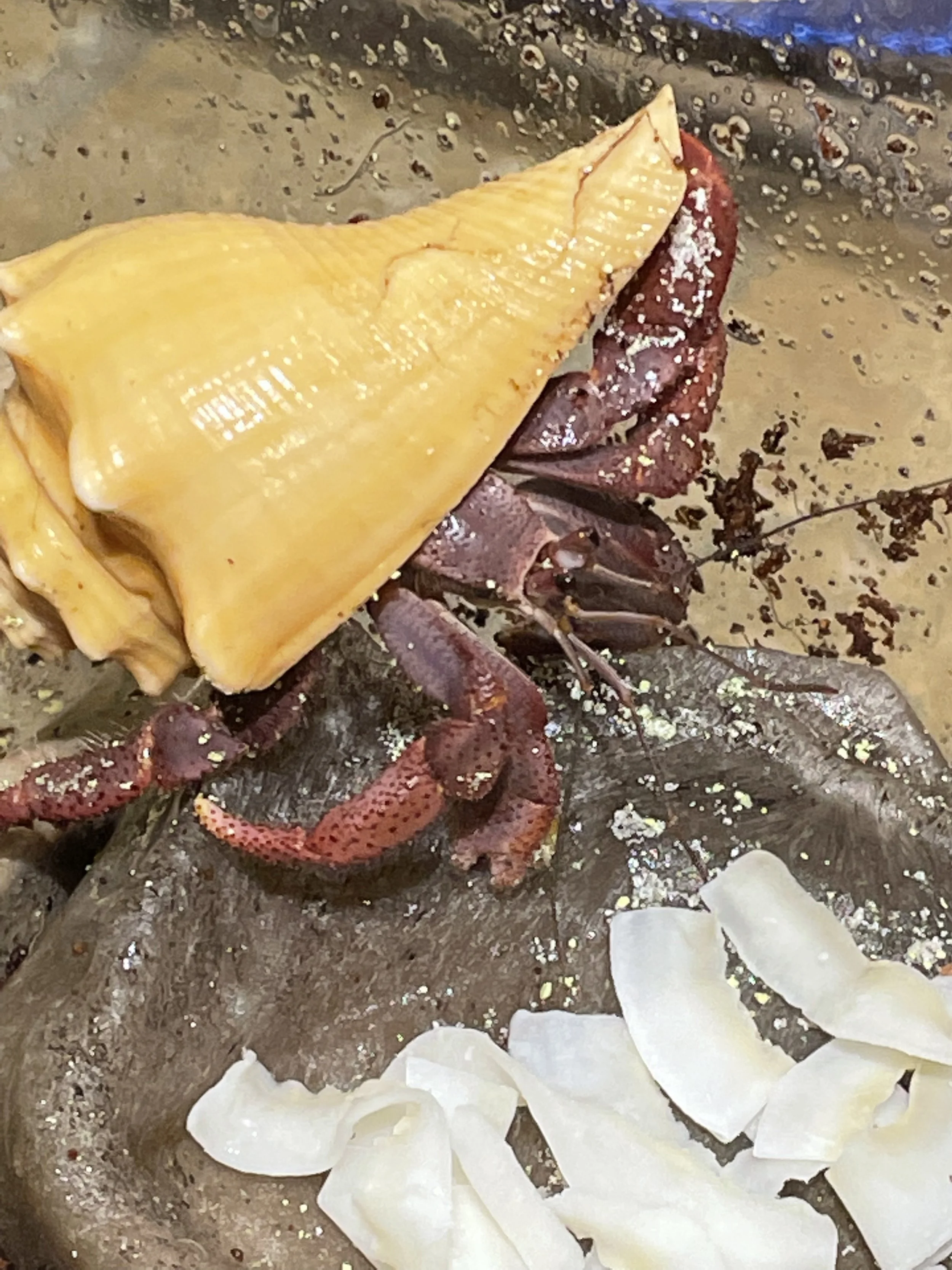 Meet my hermit crab, Snappy