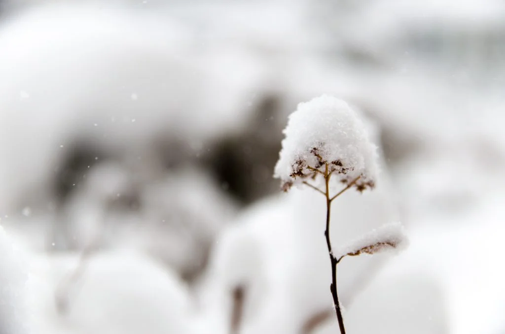 hide-obara-7677-unsplash-1024x678.jpg