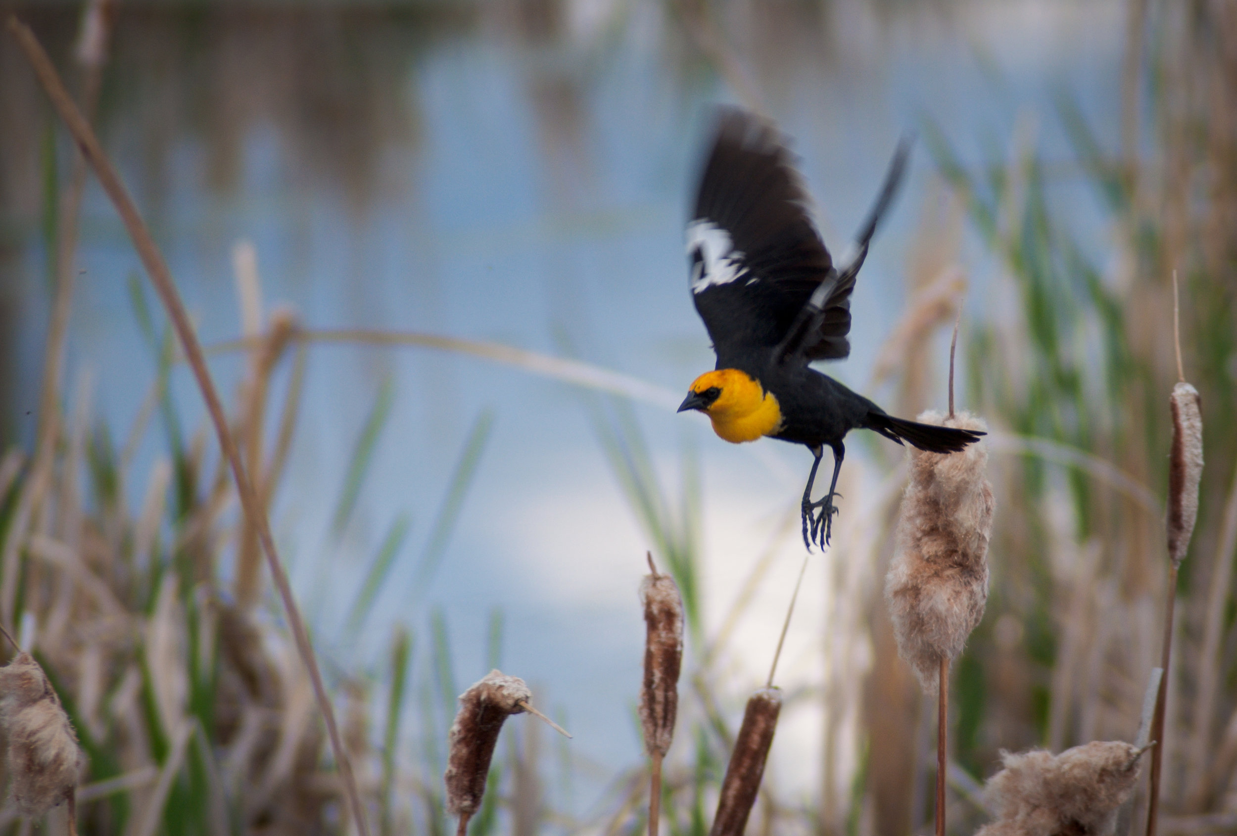 Kickoff: Creation Stewardship Week