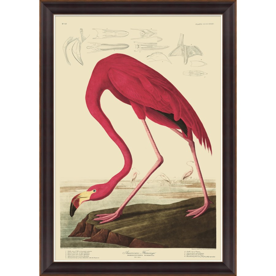 american flamingo.png