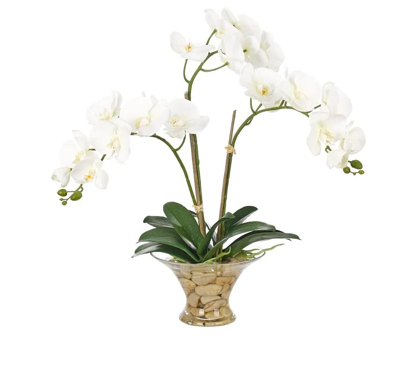 Orchid in Flared Vase