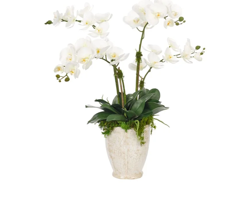 ceramic orchid lg.JPG