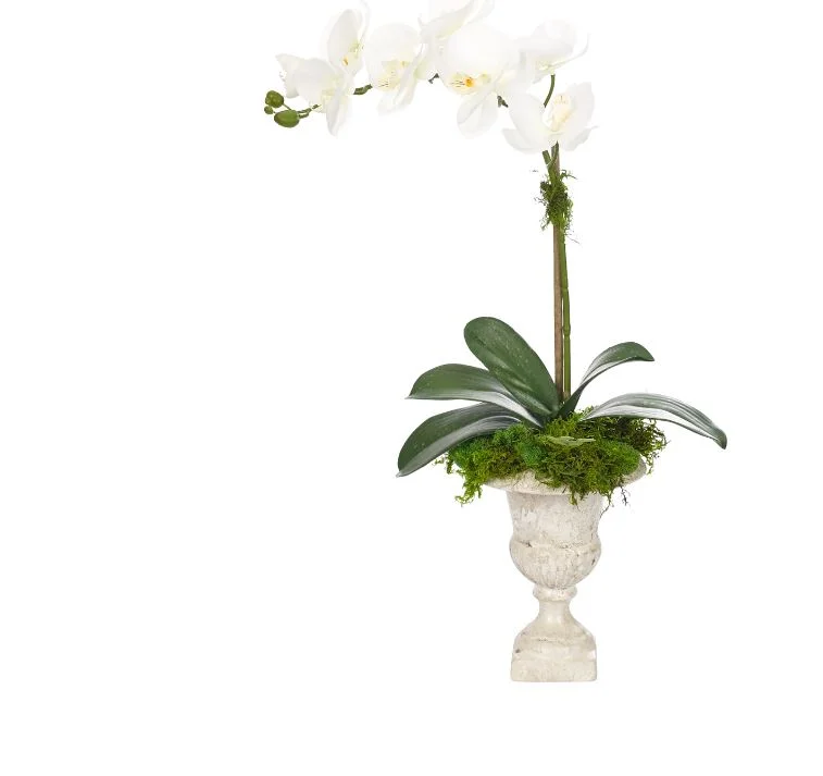 Orchid in Antique White Urn
