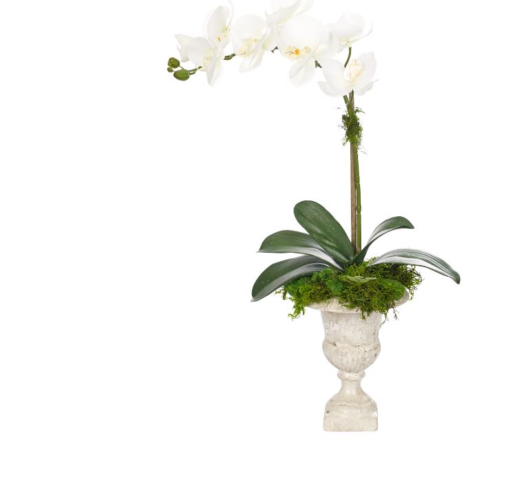 orchid in urn.JPG