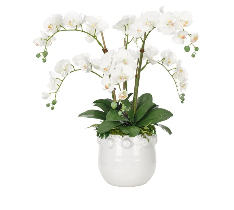 orchid in pot.JPG