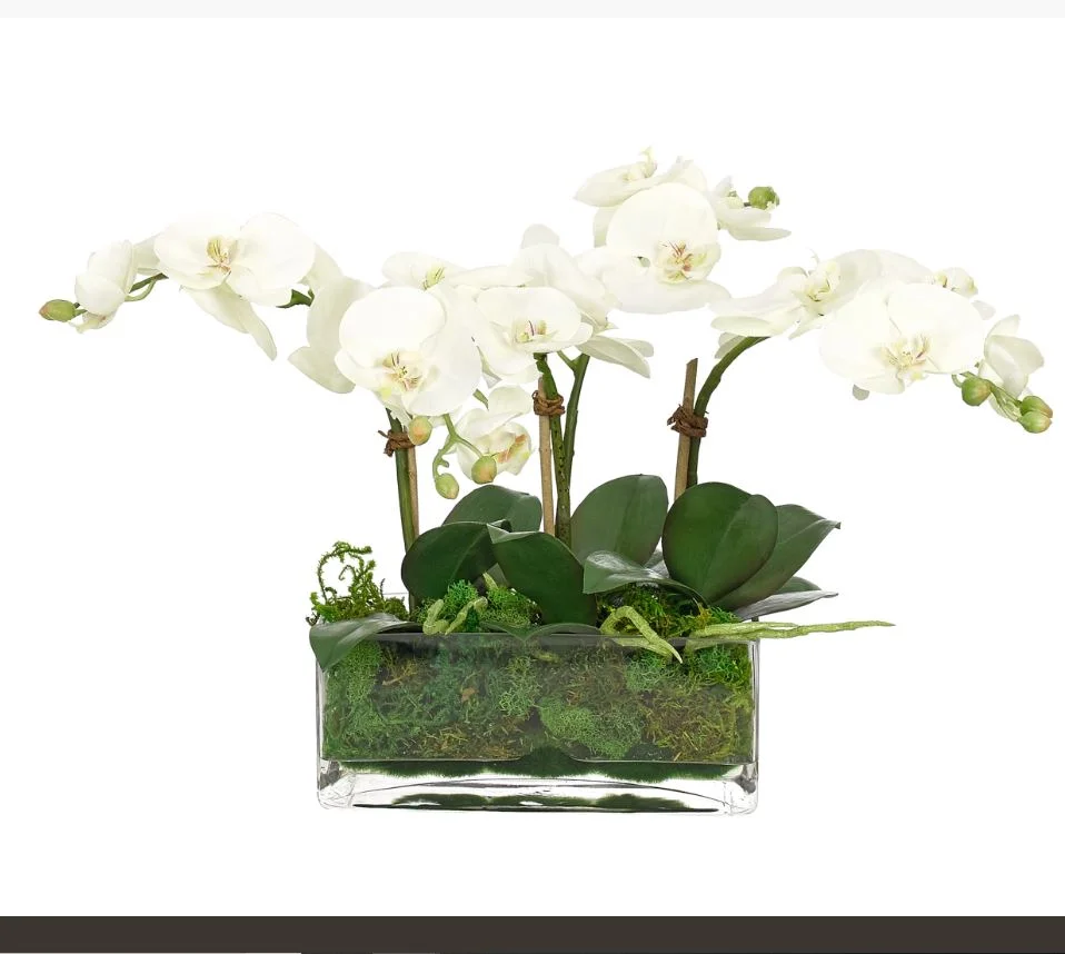 Orchid in Glass