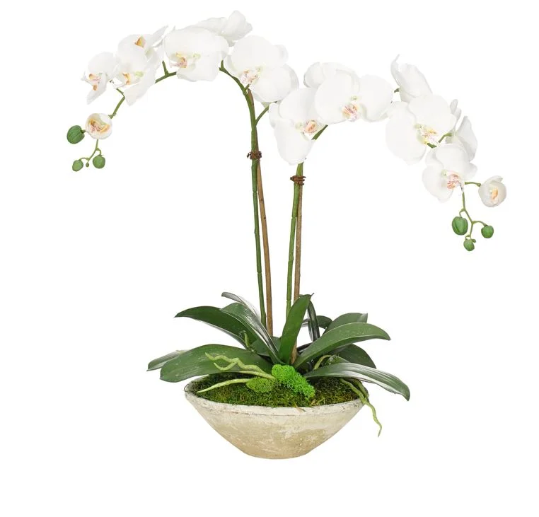 Double Orchid in Clay