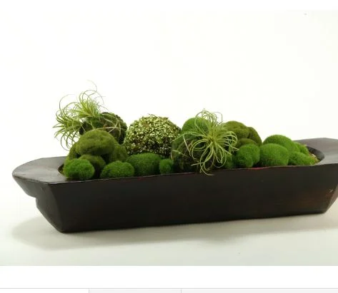 assorted moss balls.JPG