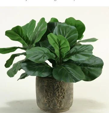 Fiddle Leaf in Stone Planter