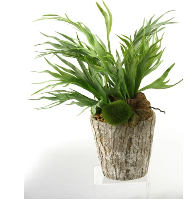 Staghorn Fern in Weathered Oak Cement Planter