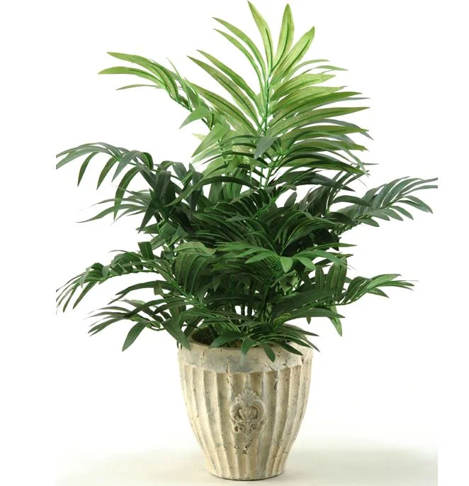 Pheonix Palm in Cement Planter