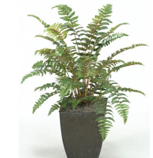 3' fern.JPG