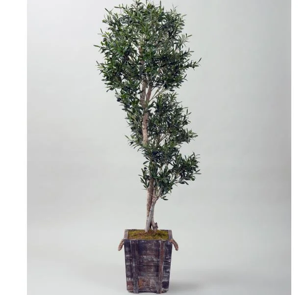 7' Sculptered Olive Tree in Rustic Wooden Planter