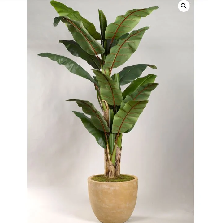 8' Banana Tree in Planter