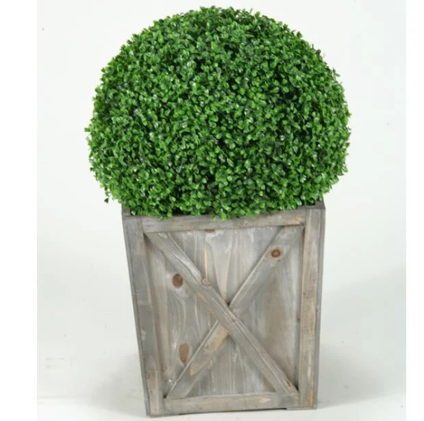 Boxwood in Weathered Wooden Box