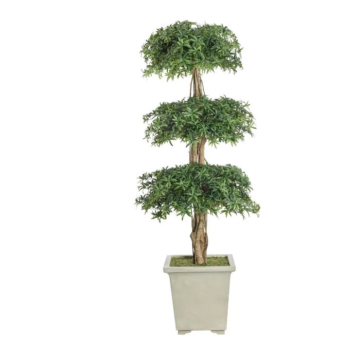 podocarpus.JPG