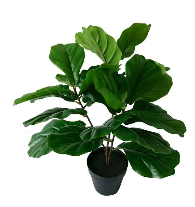 fiddle leaf.JPG