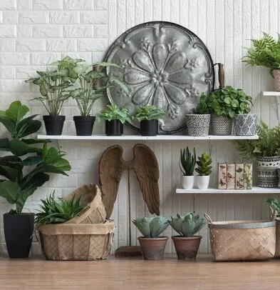 fiddle leaf2 a.JPG