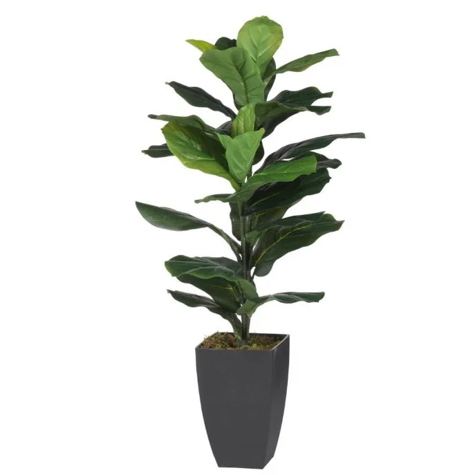 Wide Leaf Fiddle Leaf