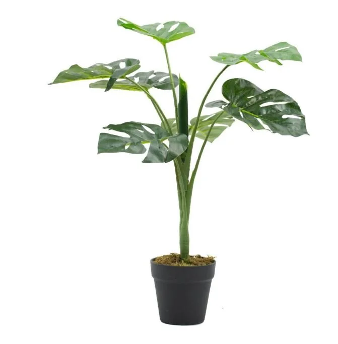 monstera.JPG