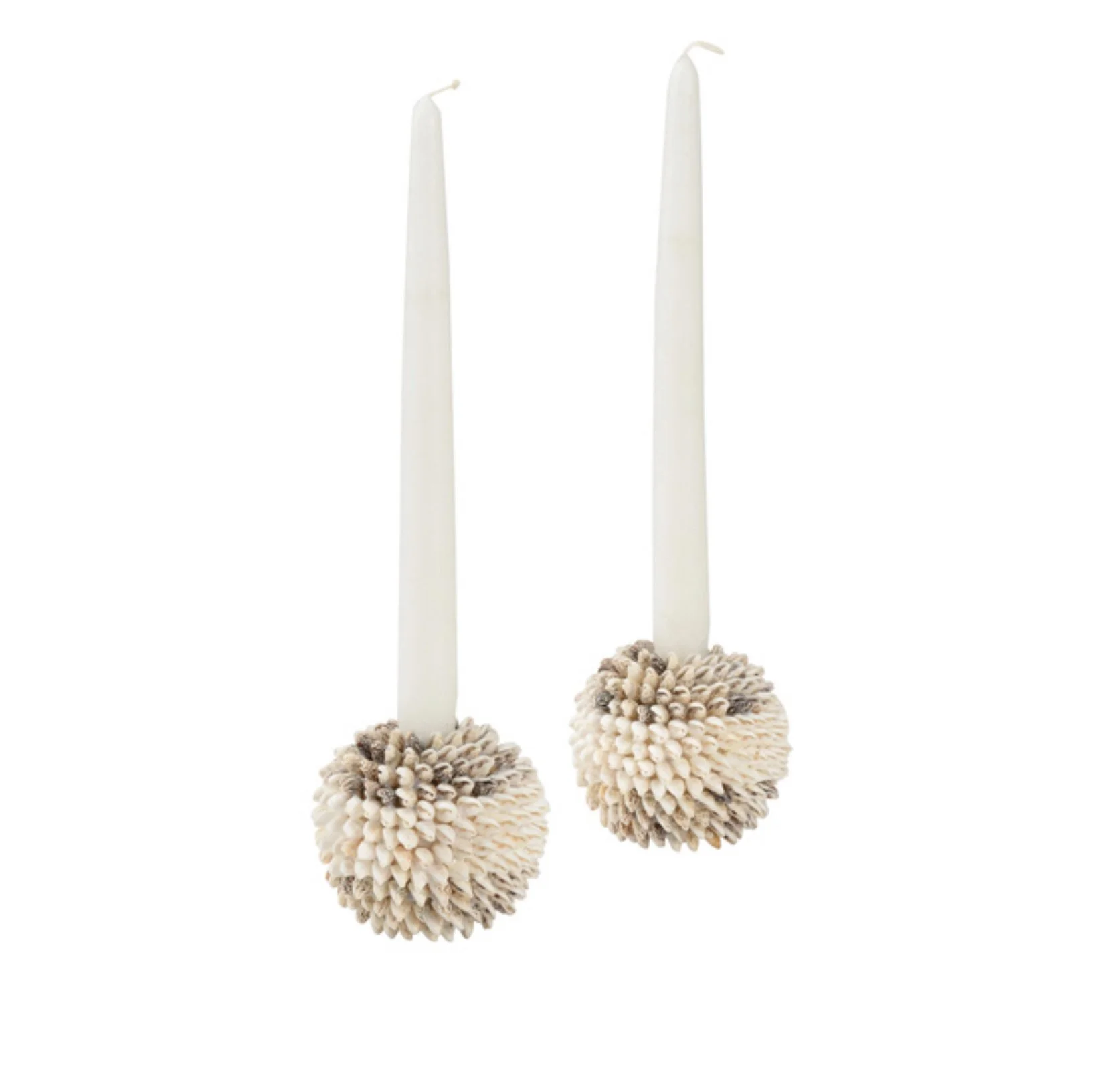 Nassa Shell Candleholder