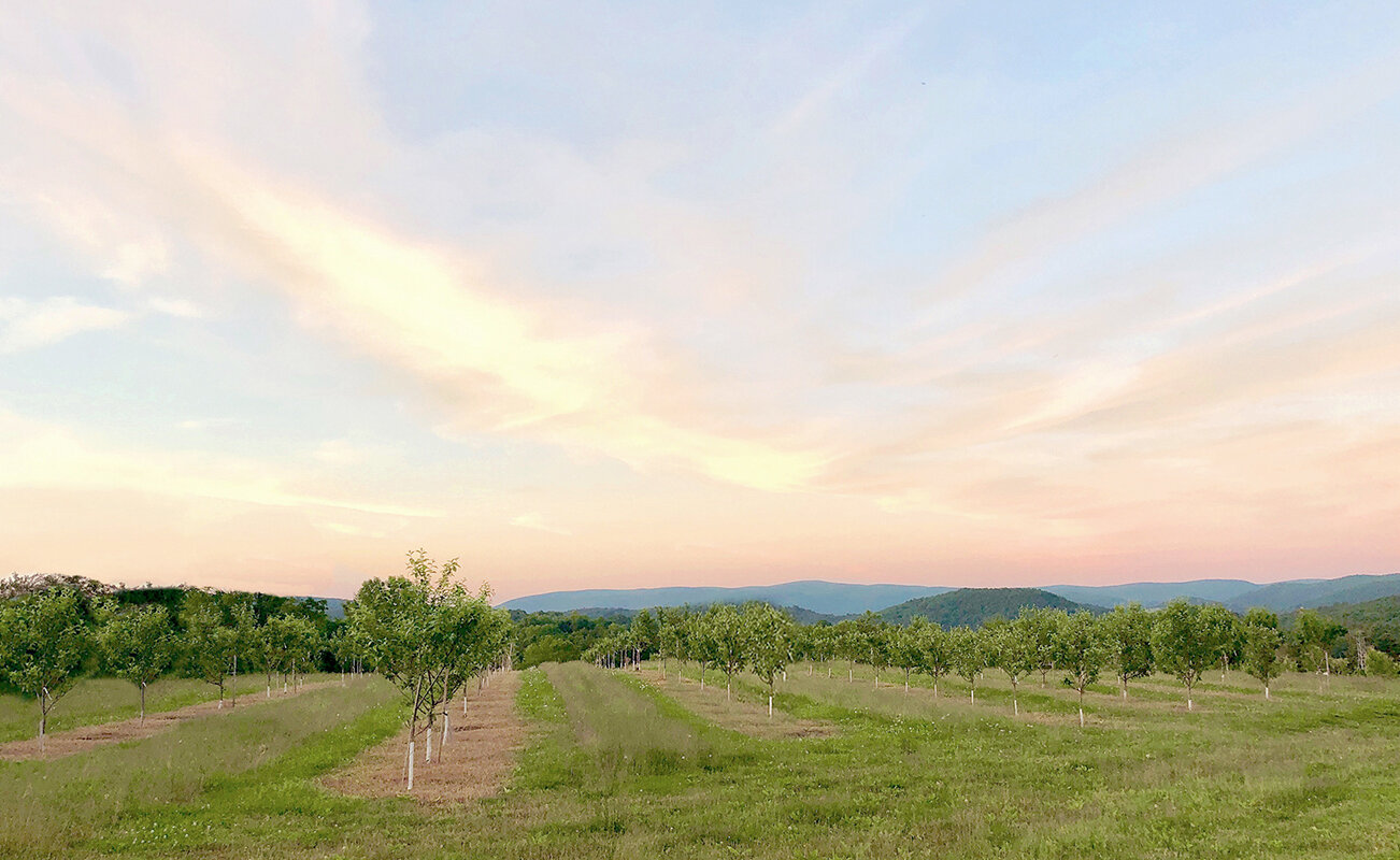 hillside_trees for homepage.jpg