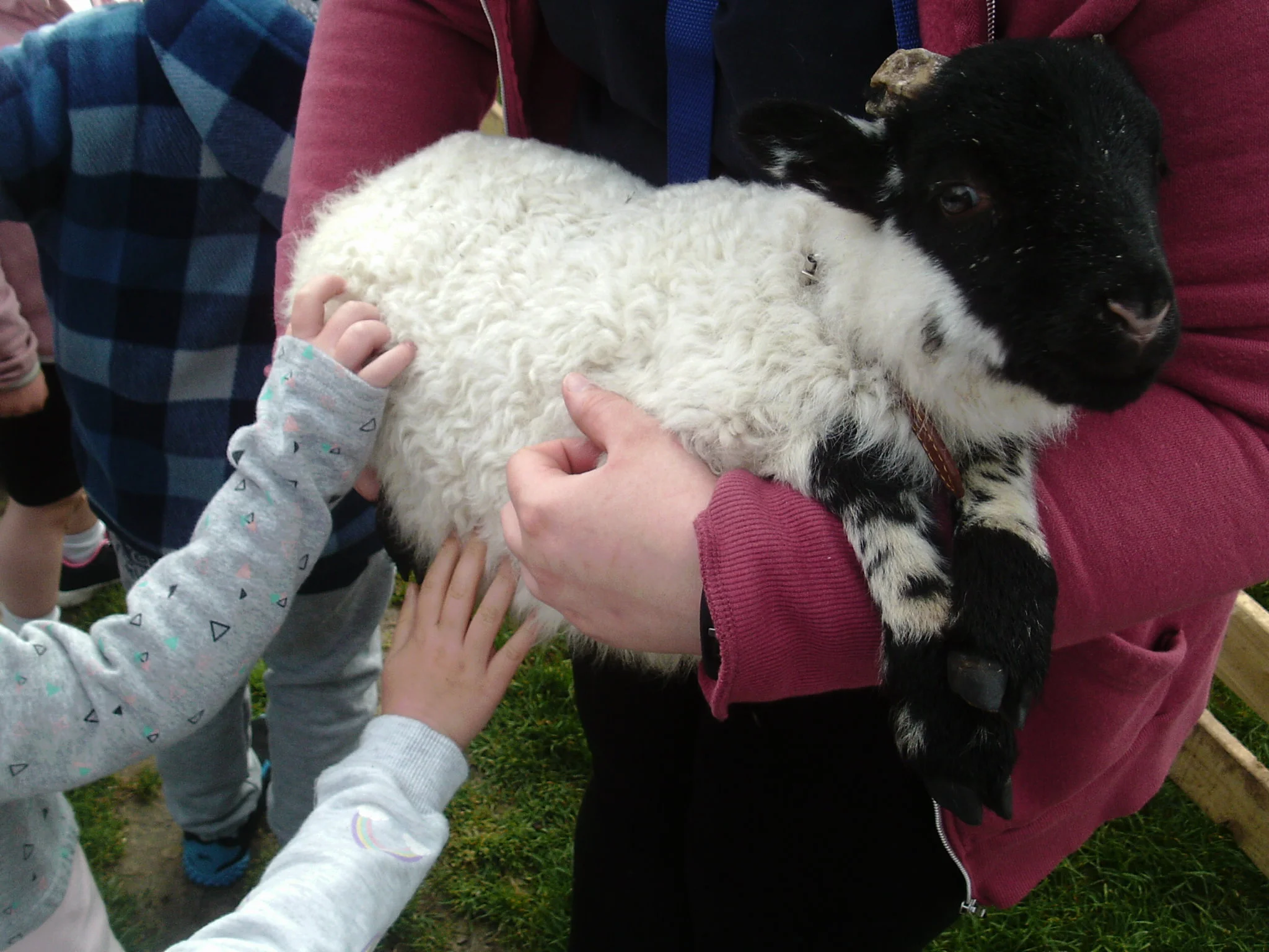 Farmyard in your School Yard