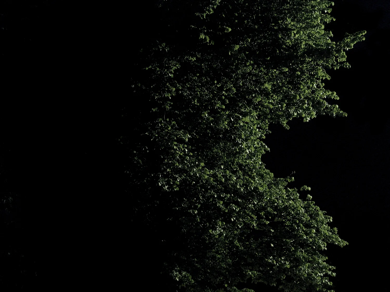 tree 5.jpg