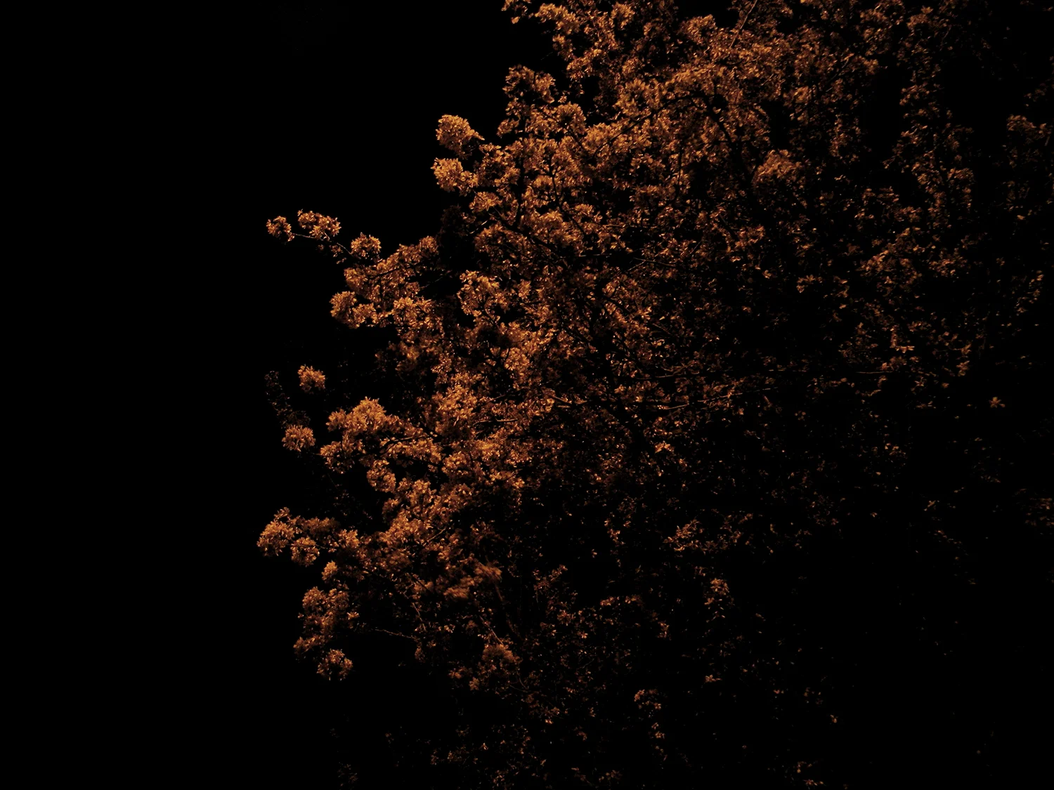 tree 2.jpg