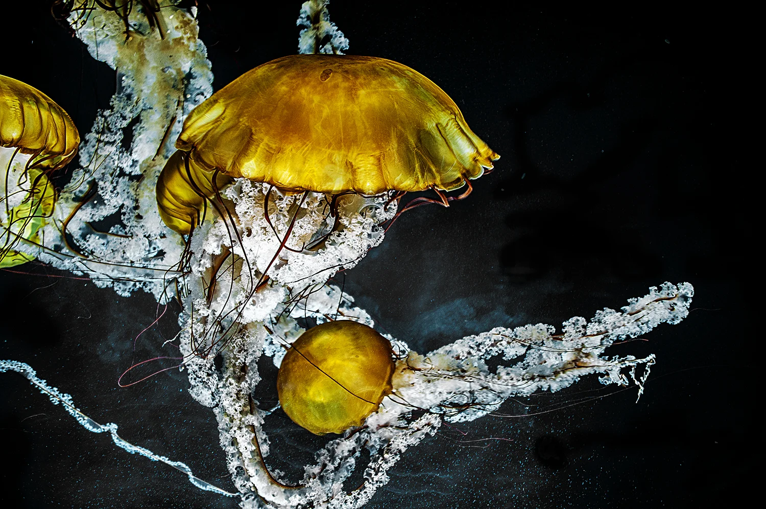 jellyfish 2.jpg