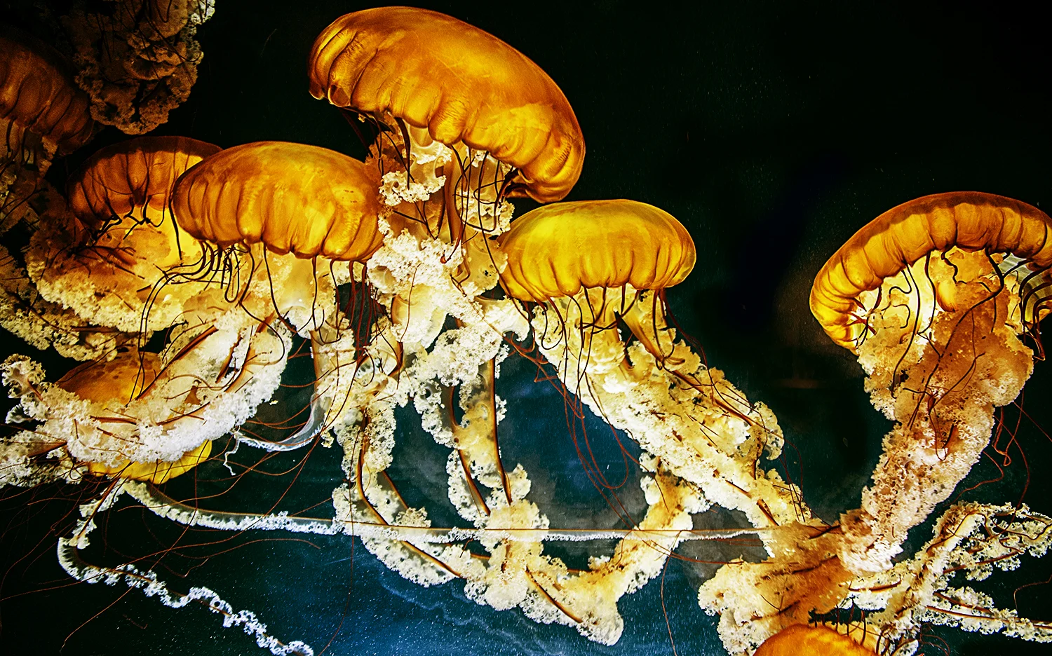 jelly fish1.jpg