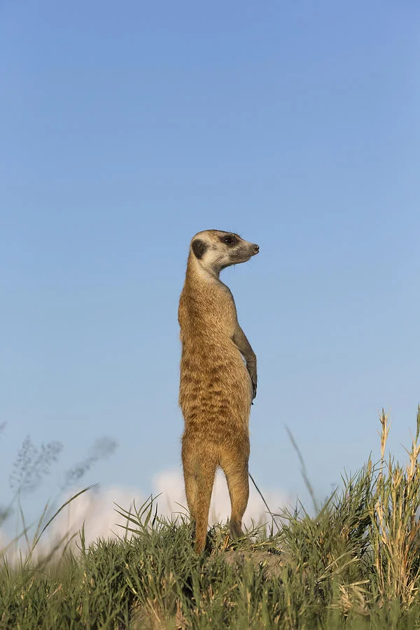 meerkat-standing-guard-makgadikgadi-vincent-grafhorst.jpg