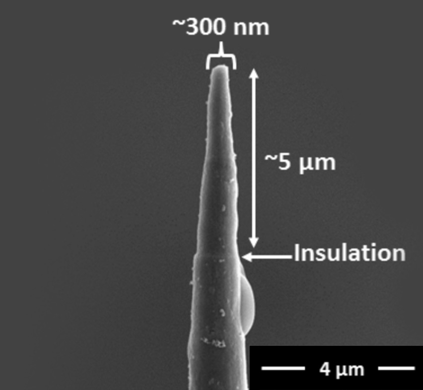 intracellular-electrochemistry-b.jpg