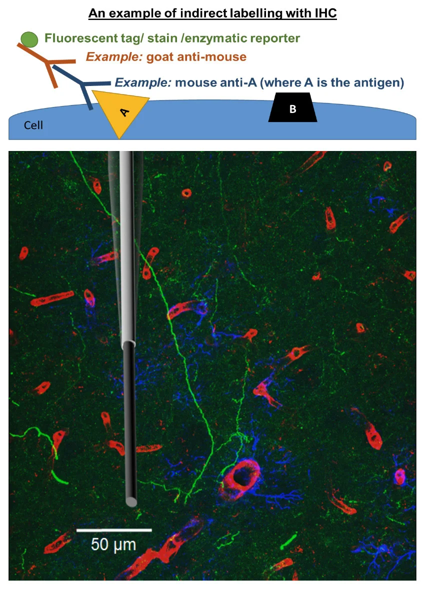 ihc-a.jpg