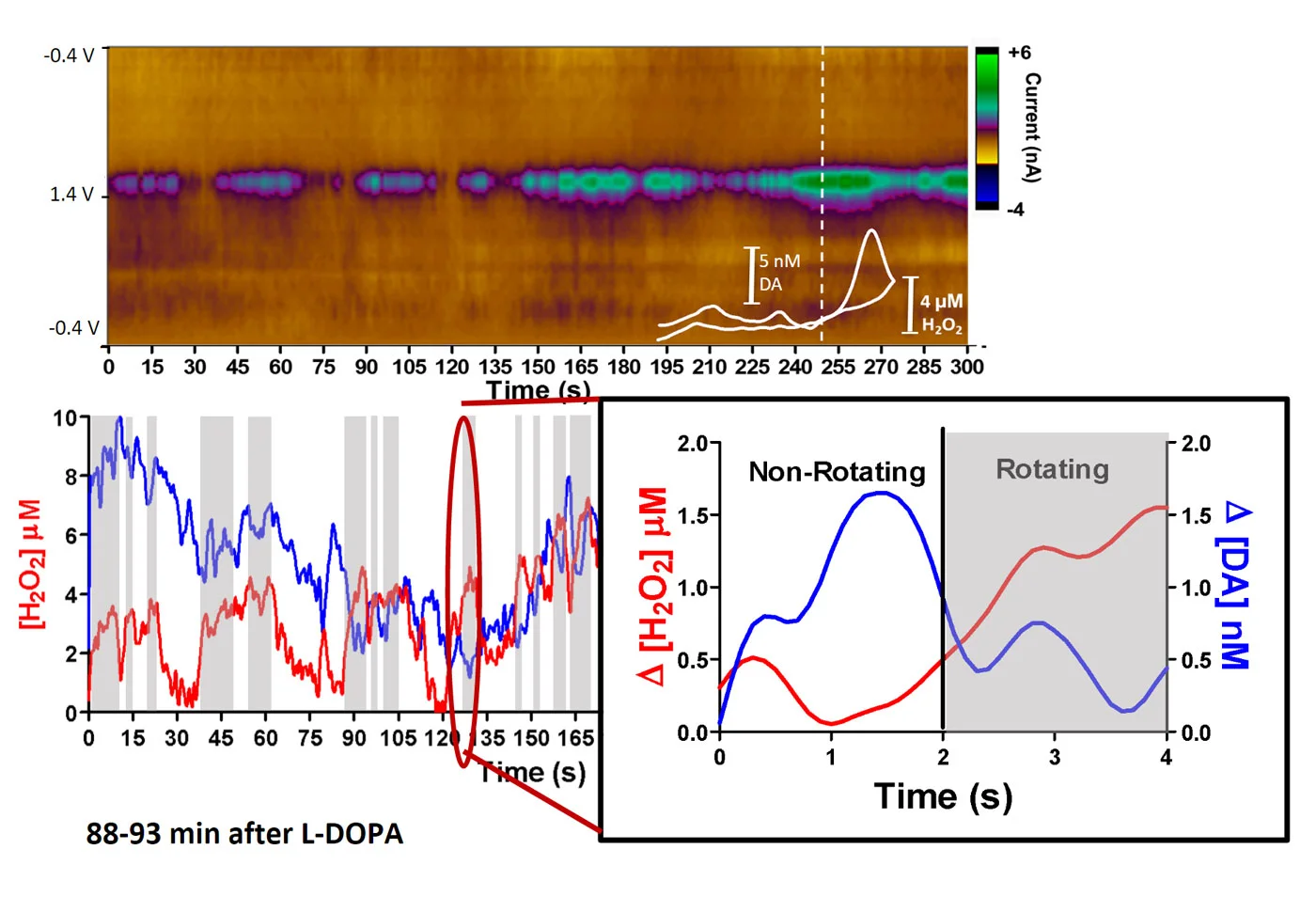 real-time-striatal-measurements-a.jpg