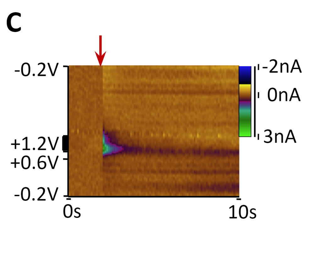 optogenetic-control-c.jpg