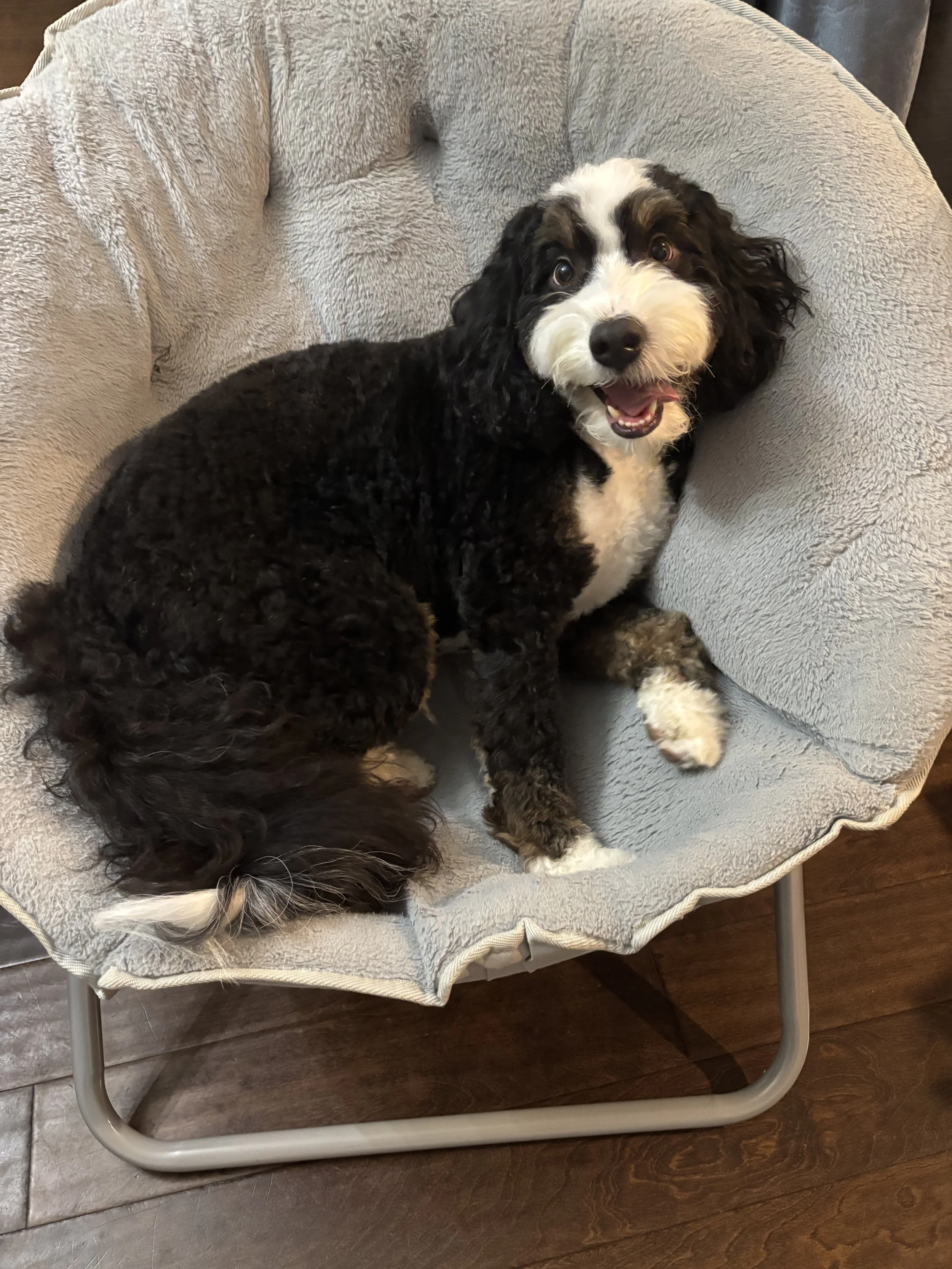 Yogi, Colin's dog, lying comfortably in a fluffy saucer chair.