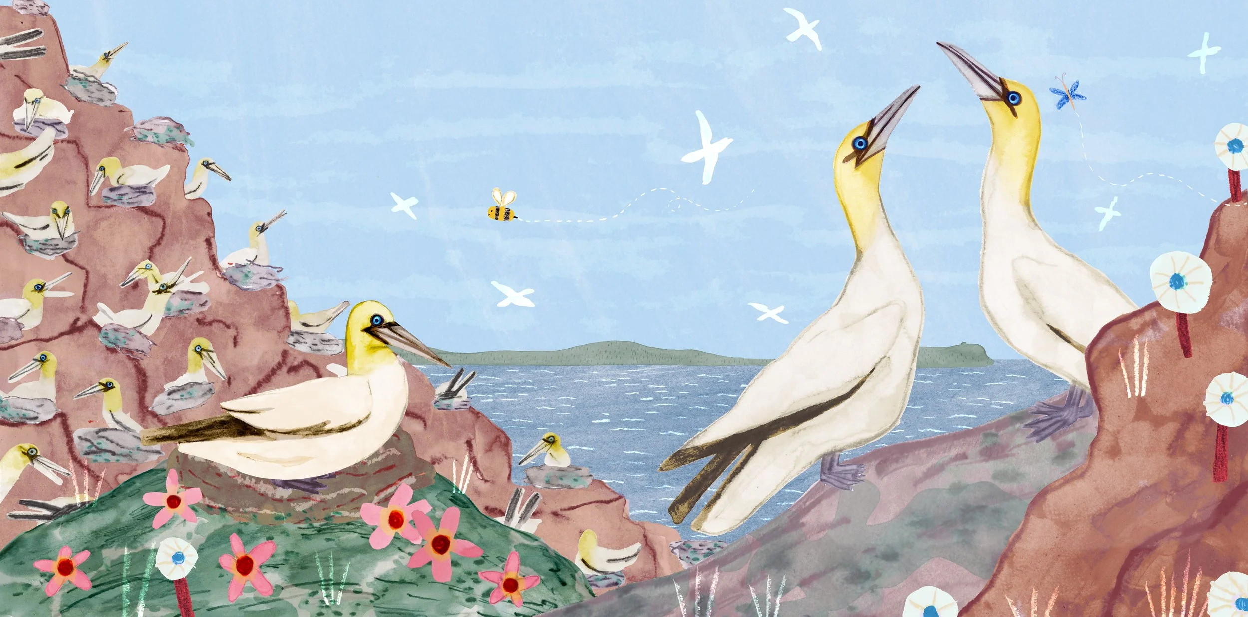 colourful landscape illustration of northern gannets nesting in the cliffs