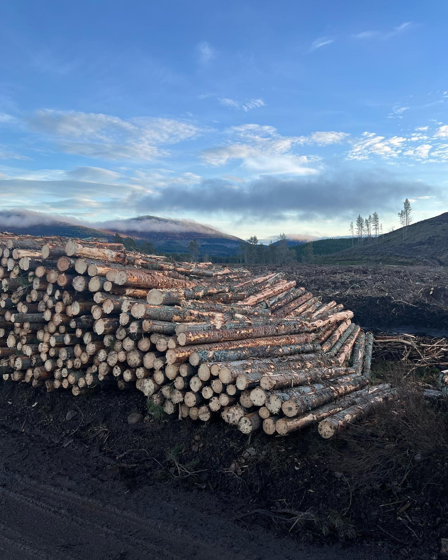 Posts, posts and more posts.  High quality LP fencing from high quality operators. It&rsquo;s important to maximise the value of each crop #timber #forestry #harvesting #felling #MunroHarvesting #woodland #tigercat #johndeere #fencing #sawmill #Scotl