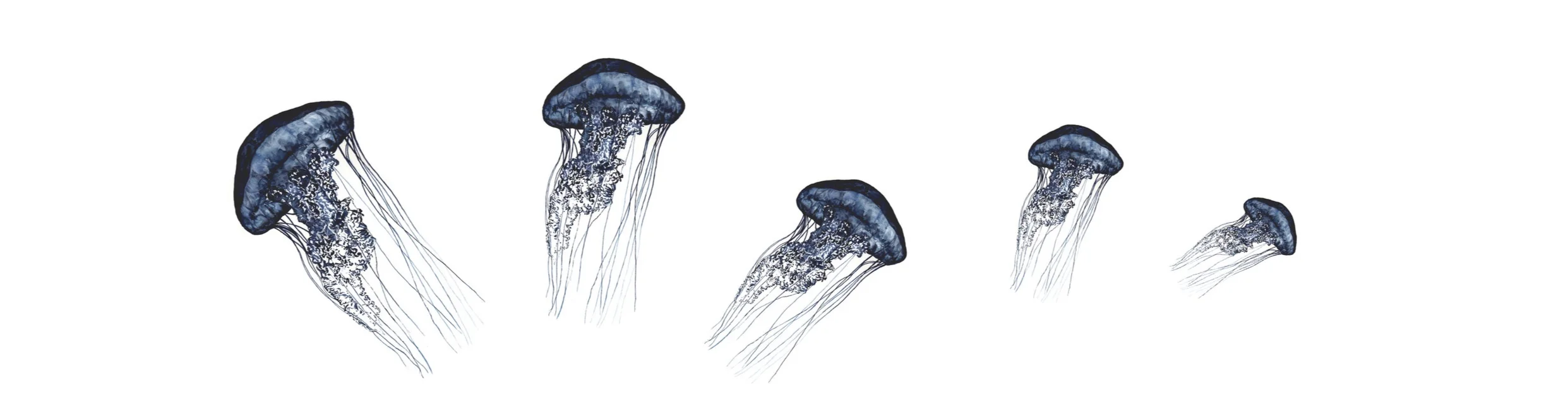 sequence+of+jelly+fish+with+quote.jpg