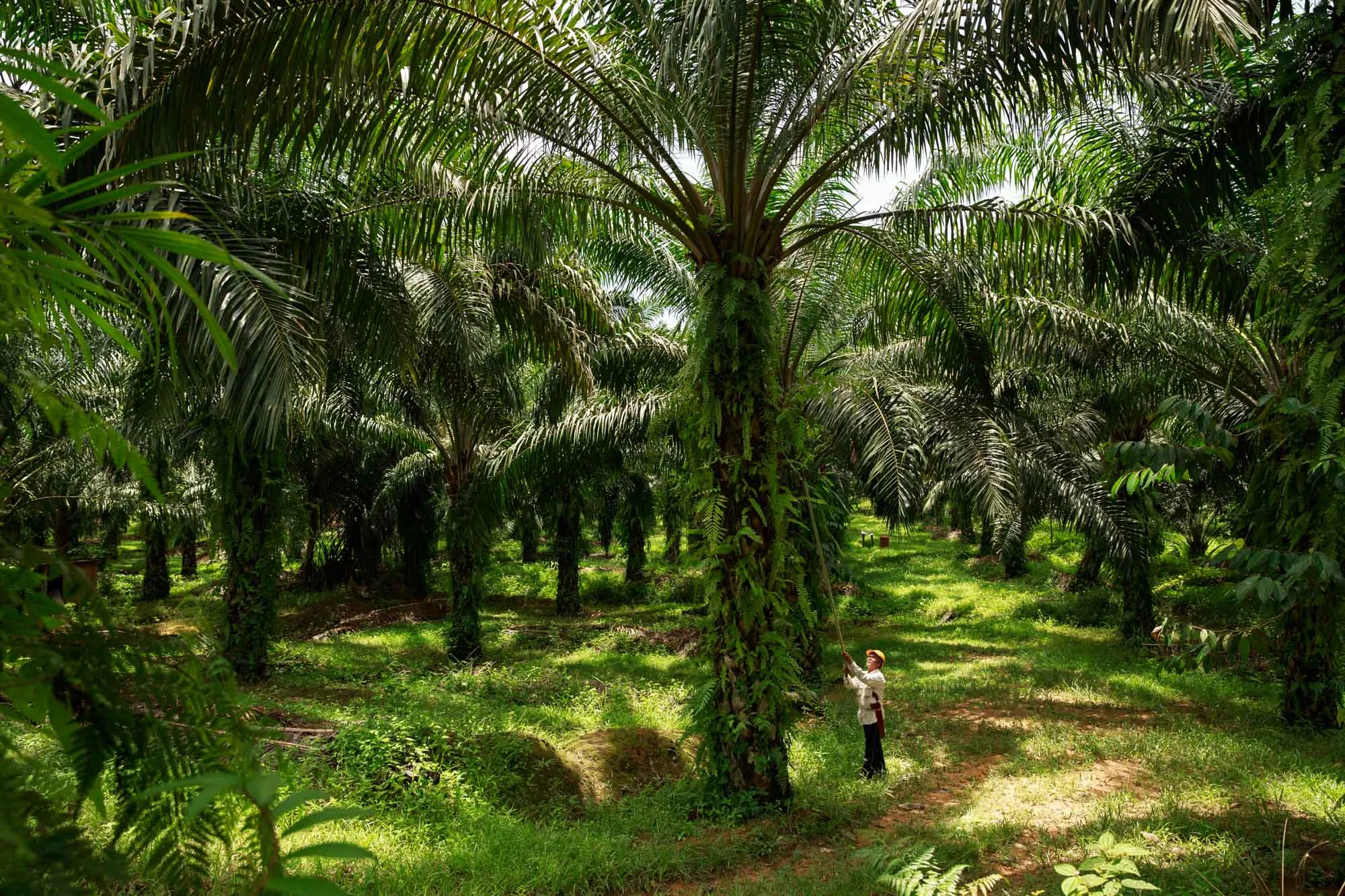 sustainable-palm-oil-photography-008.JPG