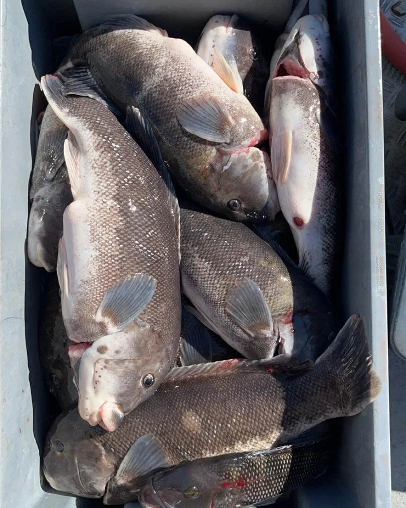 If you haven&rsquo;t already, don&rsquo;t forget!!! Fall blackfish season starts one week from today! Oct 10th- Nov 28th we will be working tirelessly to put you on the hardest fighting and best tasting fish in the sound!! Don&rsquo;t miss out!