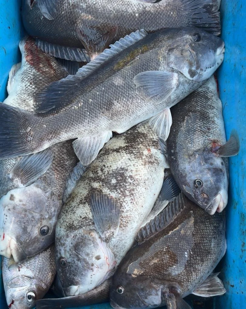 Opening day of blackfish is in the books, the short sea bass were a pain to fish thru, the blackfish didn&rsquo;t want to bite all that great for a good while, and suddenly they ran the baby sea bass off and chewed they&rsquo;re faces off making quic